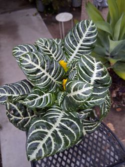 Z E B R A. Plant $30