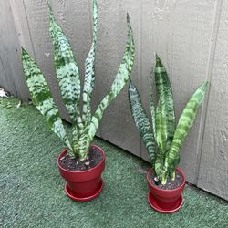 Sansevieria Natural Plants In Ceramic Pot 