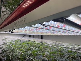 LED grow lights Carson Technology 4x8 fixture