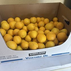 Lemons For Cheap Hybrid 20% Orange 80 Percent Lemon 