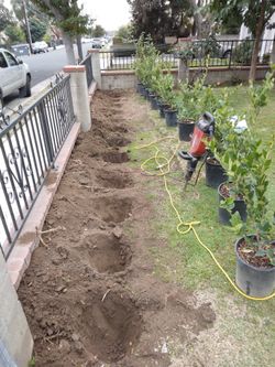 Plants
