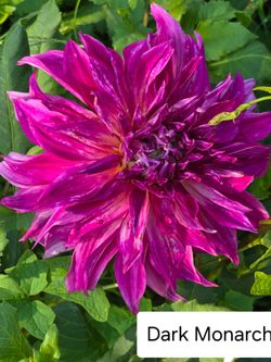 Dahlia Plants Dinnerplate Dark Monarch $5 each