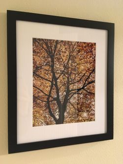 Framed Fall Colors Tree Photo 8” x 10”