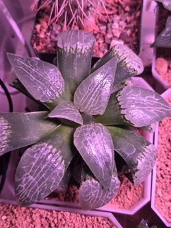 Haworthia rare