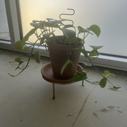 potted pothos w/ plant stand & stake
