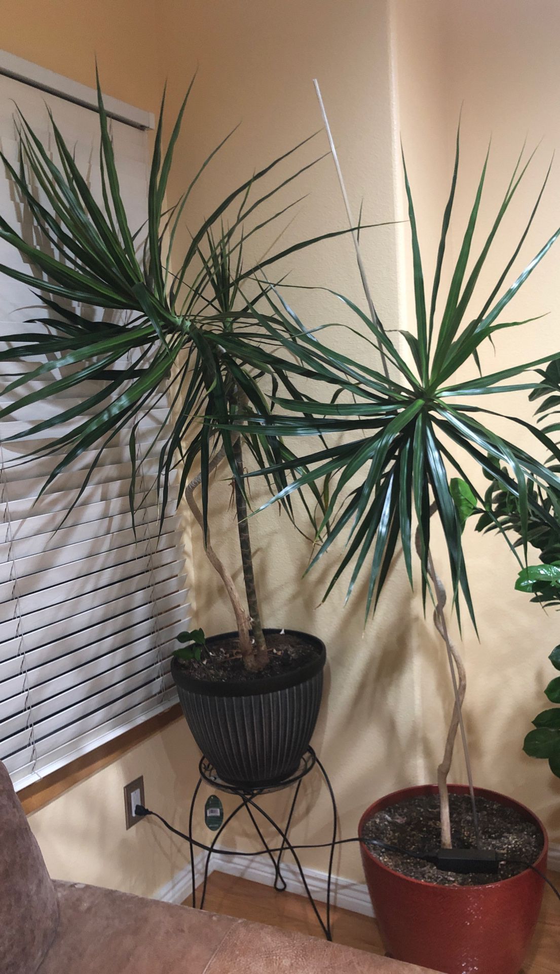 Big and tall dracaena house plants in the nice pots