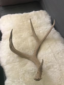 Deer antler