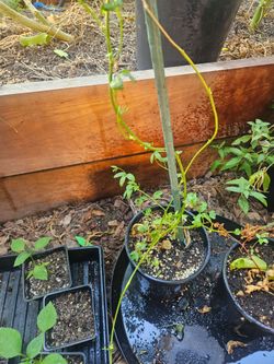 Banana passion fruit