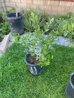 Mexican Lime Tree