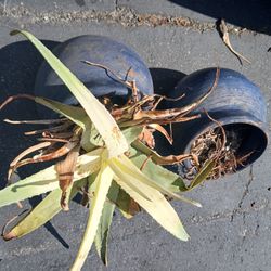 Terra Cotta Planters