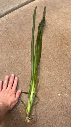 Giant Vallisneria for aquarium