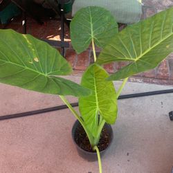 Elephant leaf ears