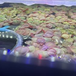 Red Root Floater - Aquarium Plant