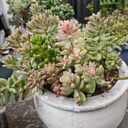 Cactus And Jelly Beans 
