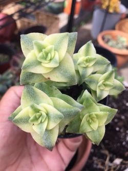 Succulents 4”