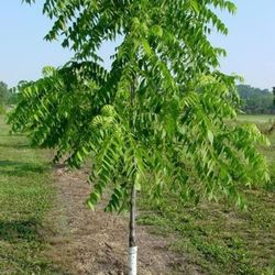 🌳 12+Foot Healthy Walnut Tree – Flexible, Easy to Straighten, Large Roots