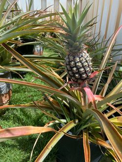 Pineapple Plant -#3