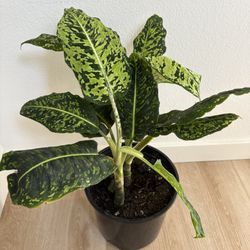 Dieffenbachia Reflector Plant