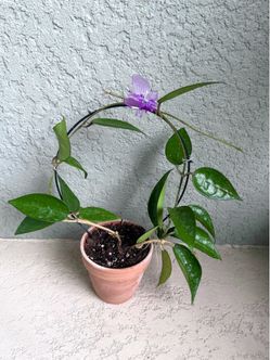 Hoya  black  margin  plant