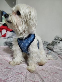 Dog Harness