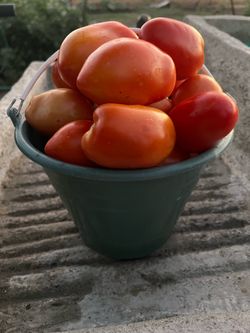 Fresh tomatoes
