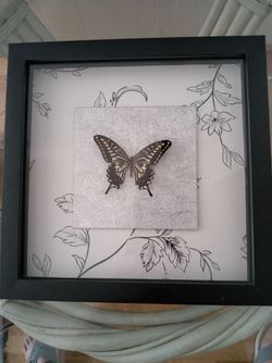 Papilio Xuthus Butterfly Framed