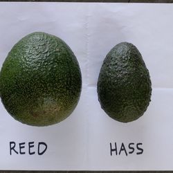 Reed Avocado Tree 