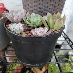 Succulent Arrangement