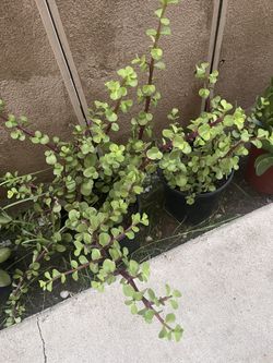 plants