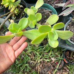 Echeveria Pallida Succulent Live Plant 4”