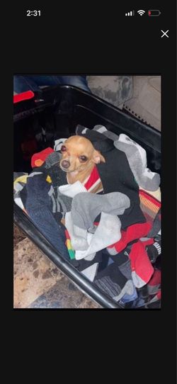 dog sitting