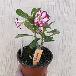 6” desert rose 