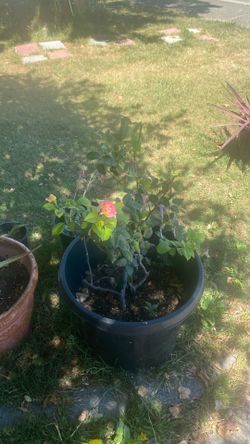 Rose bush