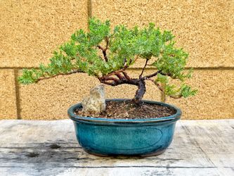 Live Dwarf Juniper Bonsai Tree | Indoor/Outdoor | 100% Handcrafted| Home and Office Décor Gift
