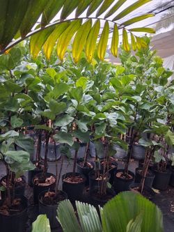 Fiddle leaf fig plants on sale now $35