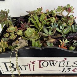 Large Succulent Collective In Decorative Box