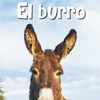 El Burro