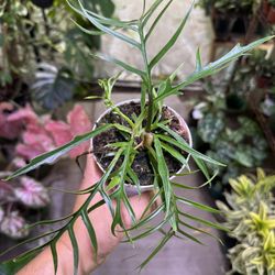 4” Philodendron Tortum
