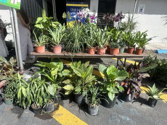 Orchids