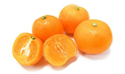 🍊🌿 MATURE CALAMONDIN CITRUS TREE (CÂY TẮC) – 5.5 FT TALL – FRUITING NOW! 🌿🍊