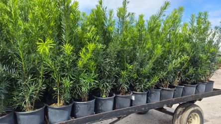 Beautiful Podocarpus Plants