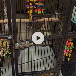 Parrot Cage 