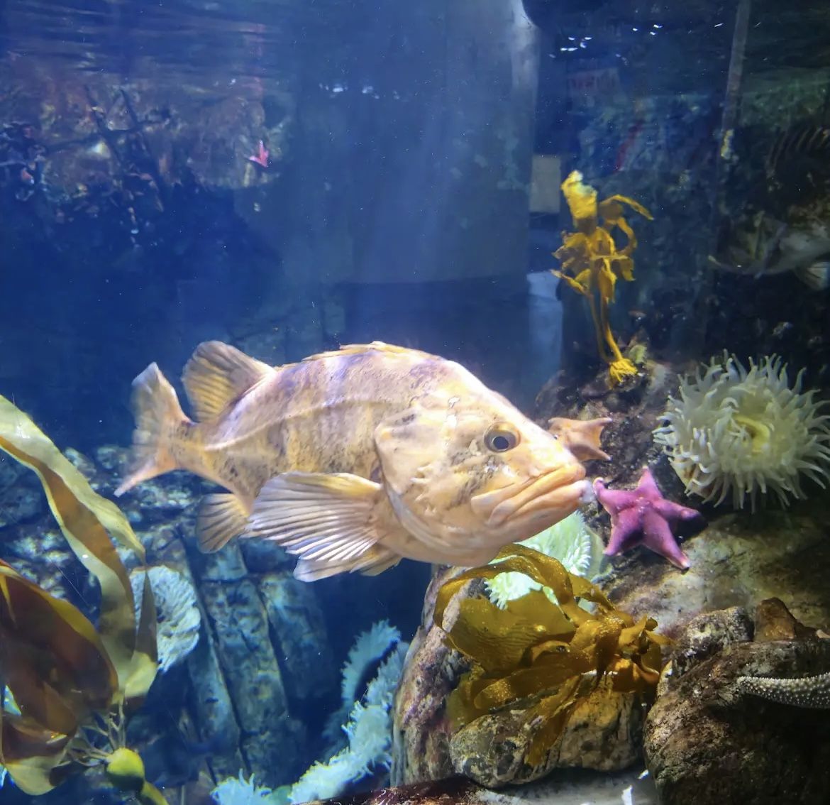 Long Beach Aquarium of the Pacific E-Ticket