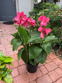 Canna Lilly