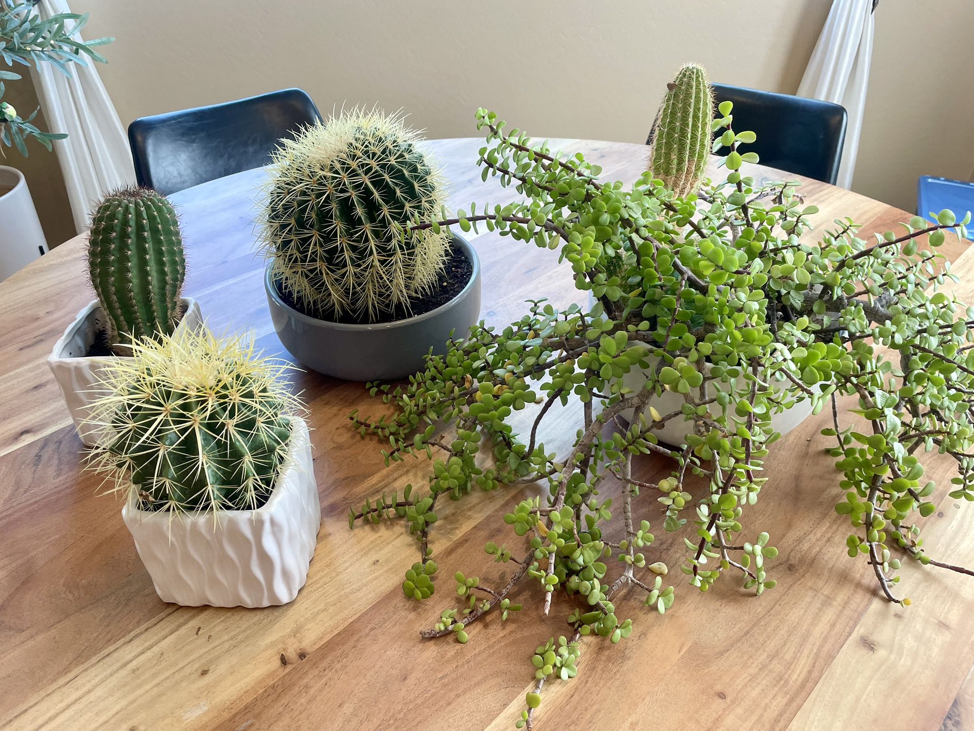 Set Of 4 Planters And Cactus/succulents 