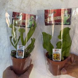 3” Pitcher Plant ( Price Is For Each )