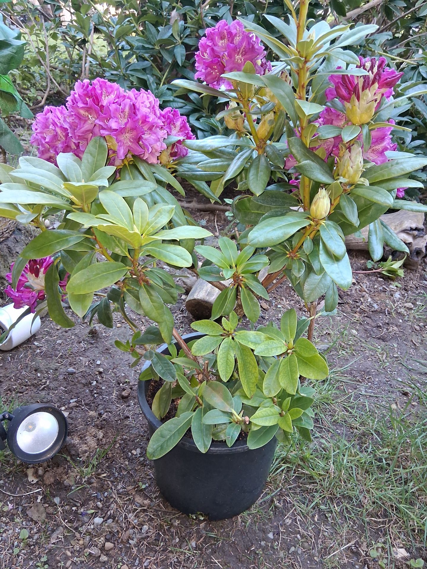 Rhodadendron