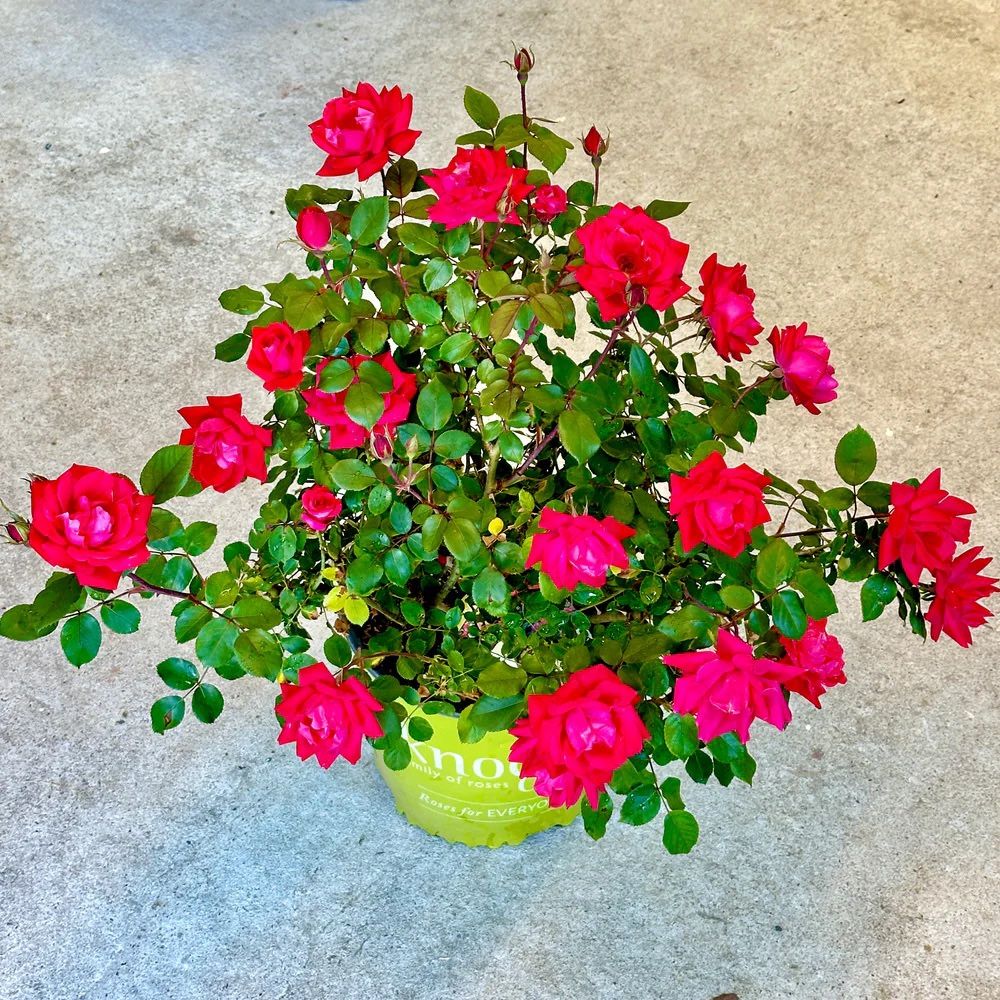 Landscaping Shrubs Trees Plants Roses