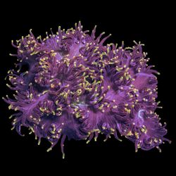 Fake Rare Elegance Coral