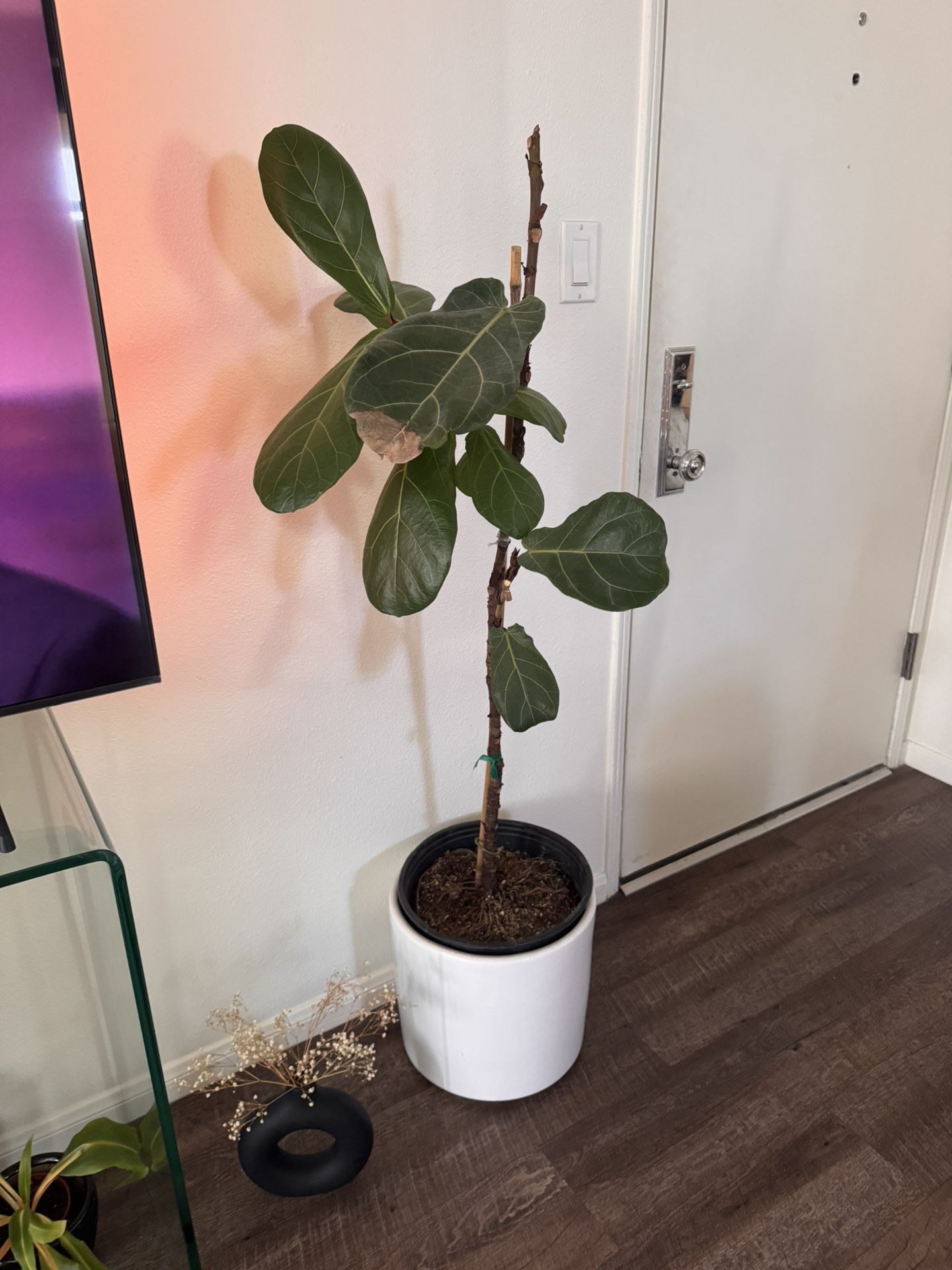 Plant Bundle